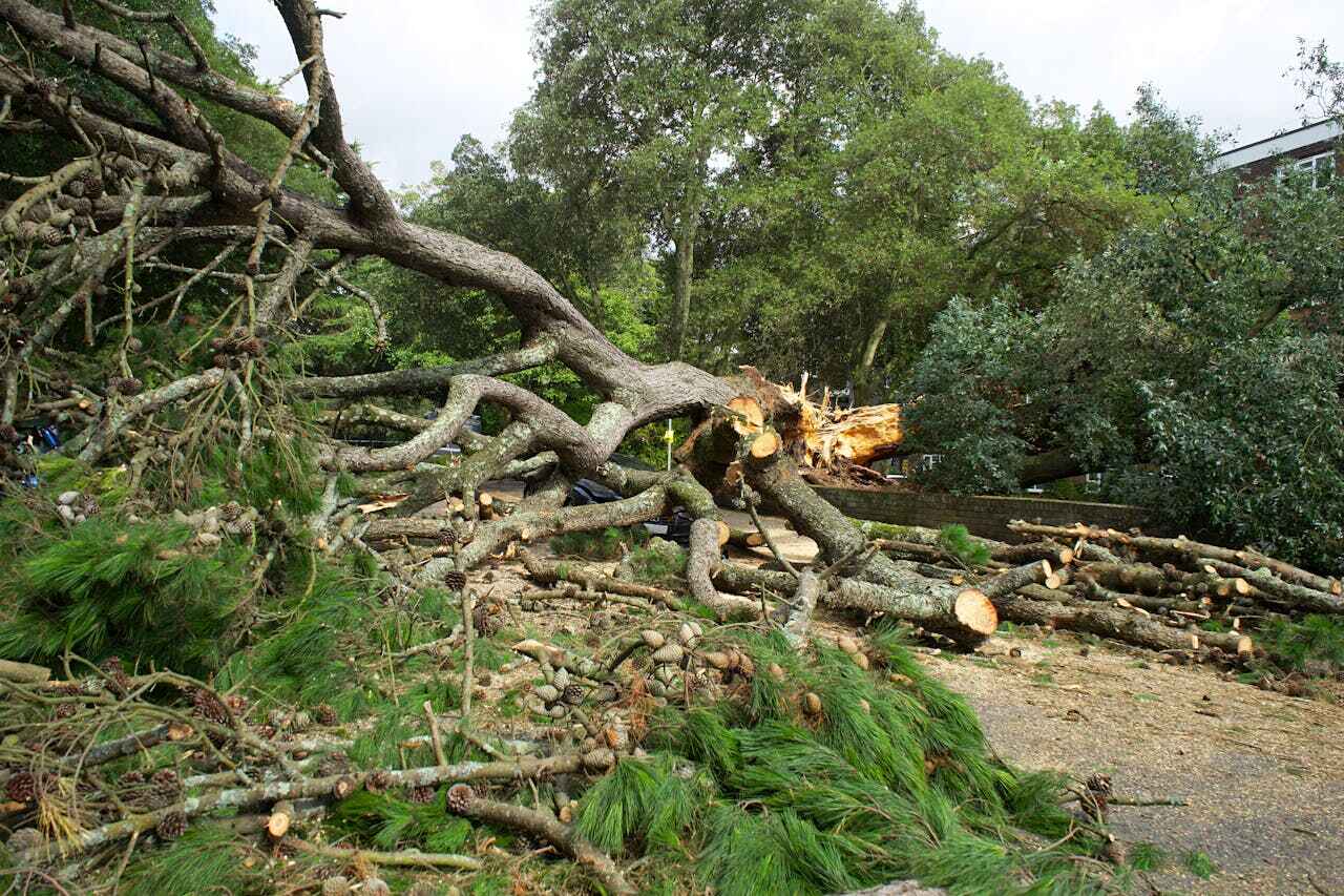 The Steps Involved in Our Tree Care Process in Four Oaks, NC